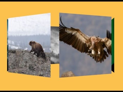 Image Rotator In Js Javascript Tutorials Web Development Tutorials