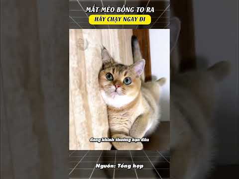 Thấy mắt mèo đột nhiên to ra là phải chạy ngay! | Anh Dâu Hứa