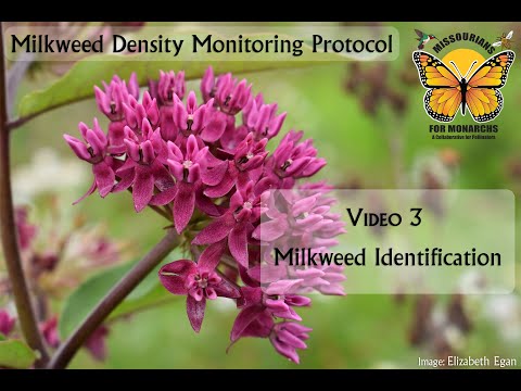 Volunteer Training Video 3: Milkweed Identification