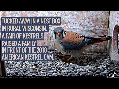 2018 American Kestrel Cam Highlights