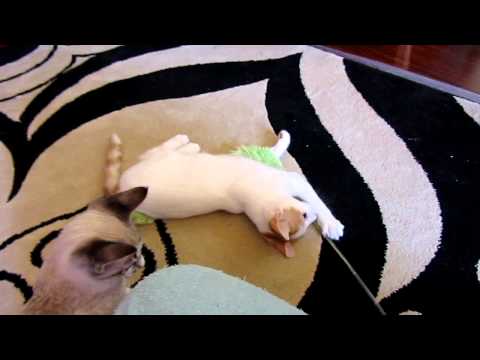 EinsteinsLastDayPlayfulMVI_1164.MOV