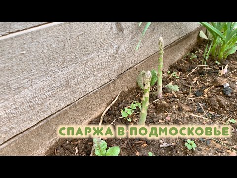 , title : 'Спаржа. Как вырастить в Подмосковье.'