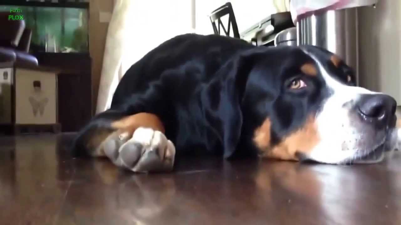 Funny Dog Videos Compilation 2013 HD