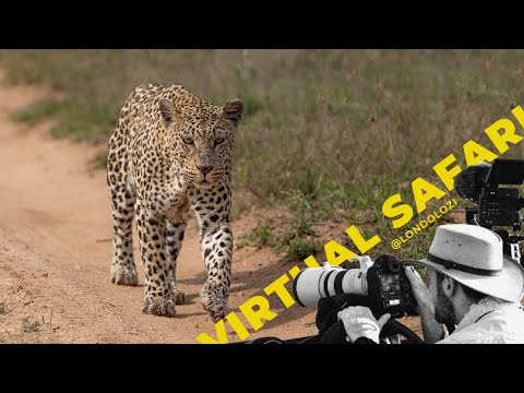 Why Would A Leopard Do That? The Return Of The Mashaba Female! Virtual Safari # 190