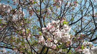 桜／Cherry Blossoms／f0009