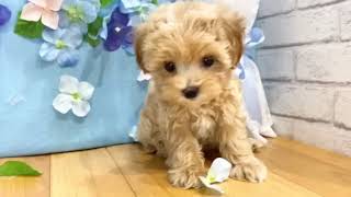 ハーフ犬の動画01