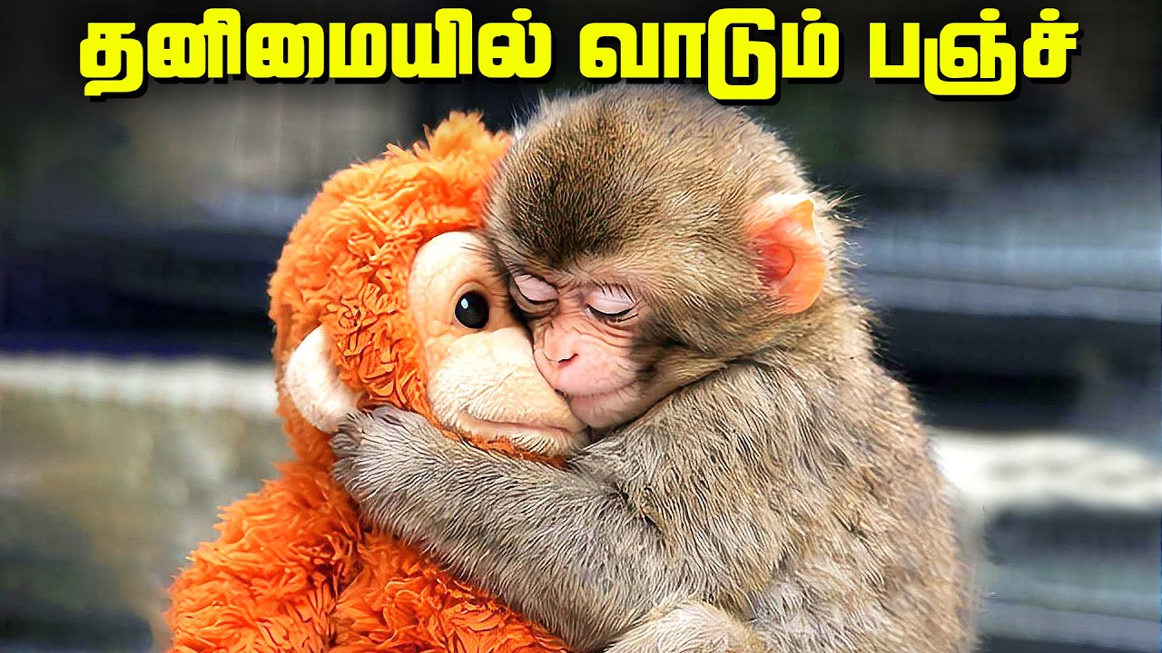 தனிமையில் தவிக்கும் பஞ்ச் குரங்கு - Punch Monkey