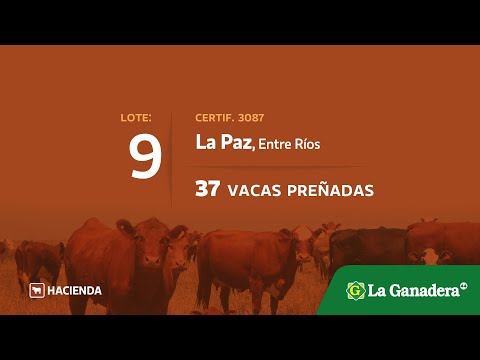 Lote Vacas Preñadas en La Paz