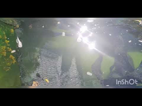 Disaster and a New start  Koi Breeding 2020 - 6/1  EP3