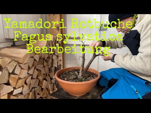 Yamadori Rotbuche Fagus sylvatica Bonsai 03/22