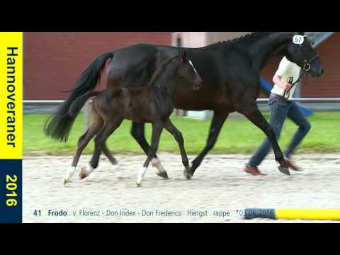 41   Frodo   v  Florenz   Don Index   Don Frederico   Hengst   rappe   03 06 2016
