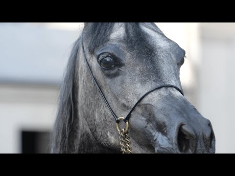 ⚜️ PETRONA ⚜️ (Abyad AA x Polka, by Ekstern), 2022 SUMMER SALE