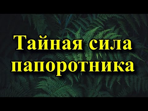 Тайная сила папоротника. Народные приметы и суеверия про папоротник.