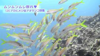 preview picture of video '大浦湾100番勝負！その31.ムンムンムレ群れ(３)アカヒメジ-Yellowfin goatfish-'