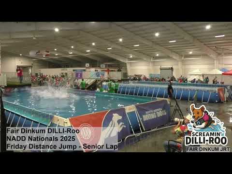 Fair Dinkum DILLI-Roo at the 2025 NADD Championships - Friday Distance Jump