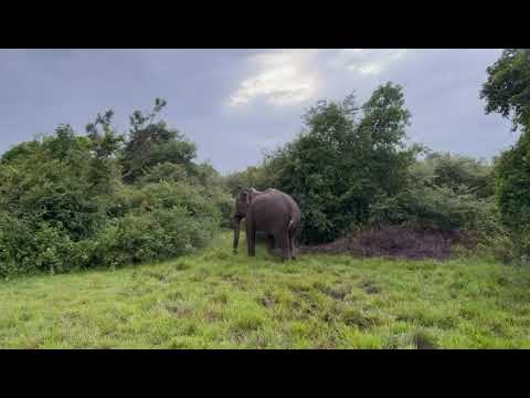 #srilankaelephant #srilankanews #srilankatourism # srilanka tourist driver #srilankasanjeewatours