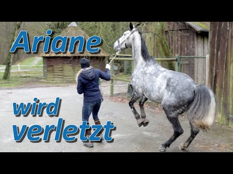 Unfall bei Pferdetraining - Das aus für Wallach Falco?