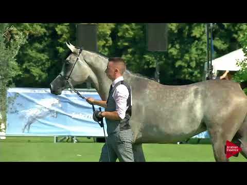 N.24 TREFE AL SHAQAB - Chantilly 2018 AHO World Cup - 2 Years Old Fillies (Class 2B)