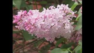 Gardening in the Zone: Lilacs