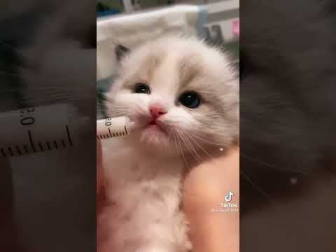 little quit cat ।little quit cat।