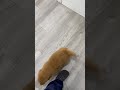 Golden Retriever dogs for sale: Max - Video 1
