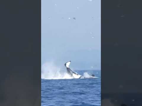 Orca Launches Seal 100 feet...