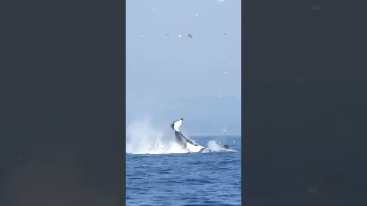 Orca Launches Seal 100 feet...