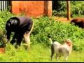 Willy Mukabya Mukomusajja Official Video