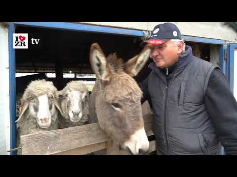Pogledajte pravu idilu - u ovom društvu zaboravlja na sve probleme - jedan dan na salašu - reportaža