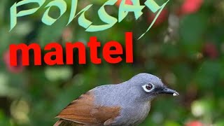 Download lagu suara asli burung poksay mantel mp3