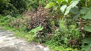 Download lagu Menelusuri bekas stasiun Kebayoran lama mp3 Download lagu Menelusuri bekas stasiun Kebayoran lama mp3