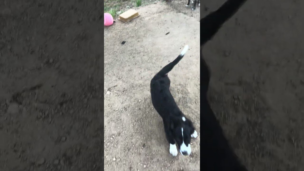 Enlarge Nina, an adopted mixed breed in Cincinnati, OH video 5/5