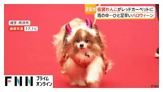 雨でも大盛況！“わんだふるハロウィン”に焼き鳥フェス　全国の田中さん大集合「田中サミット」も（2026年10月24日）