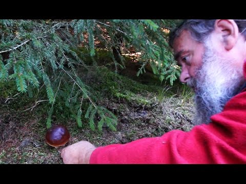 3 Sære Svampe/ Sten Larris, Svampeekspert/ Djursland 2015