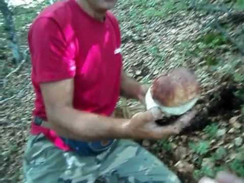 pinicola come un tartufo giugno 2011