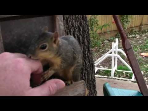Vicious wild squirrel attack
