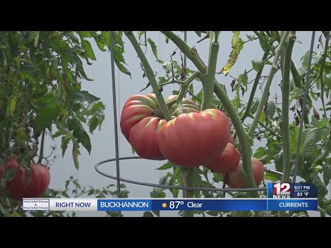 Italian Heritage: History of the Tomato