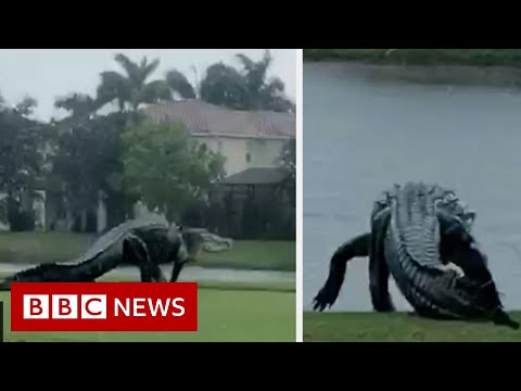 Is this giant alligator on a Florida golf course real? - BBC News
