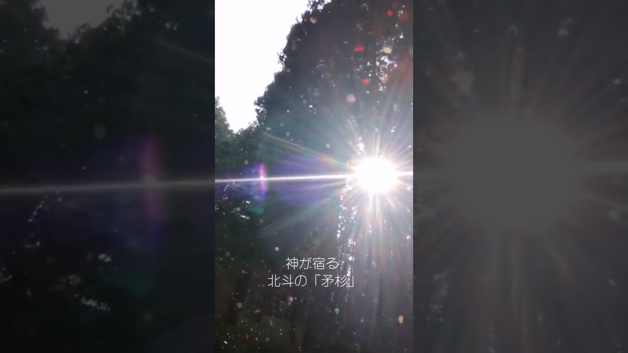 神が宿る七崎神社の御神木北斗の「矛杉」です🙏😉御神木北斗の「矛杉」御神木 ご利益 天龍🐉🌈369 #おまじない #人間関係