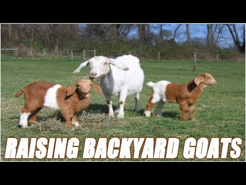 , title : 'Raising Backyard Goats For Beginners'
