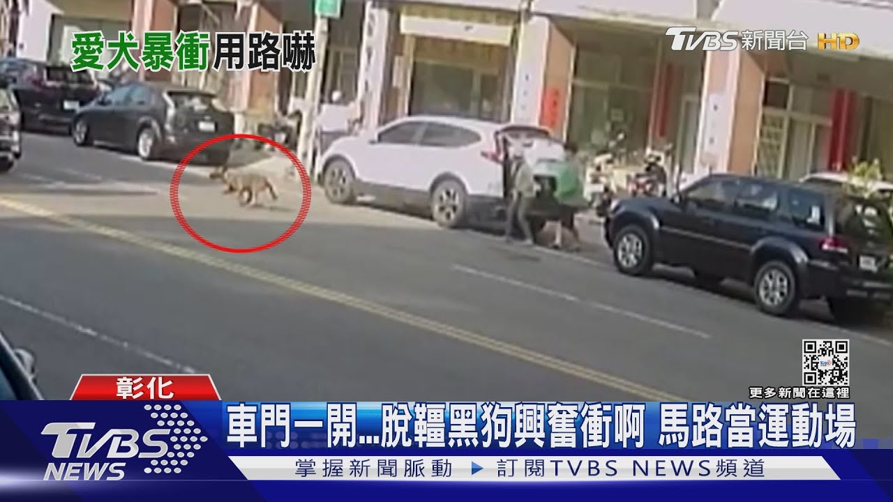 車門一開　脫韁黑狗興奮衝啊！馬路當運動場