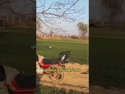 The rabbit successfully escaped the hound's attack.#animals #fyp  #Friendship #Us