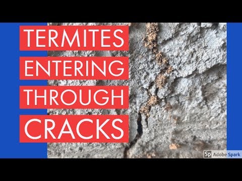 Termites Utilizing Cracks to Enter Structure