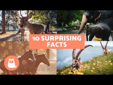 10 SURPRISING FACTS About MAMMALS 🐻 Fun Mammal Facts!