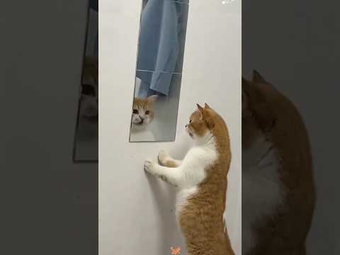 Cats vs Mirrors 🐈