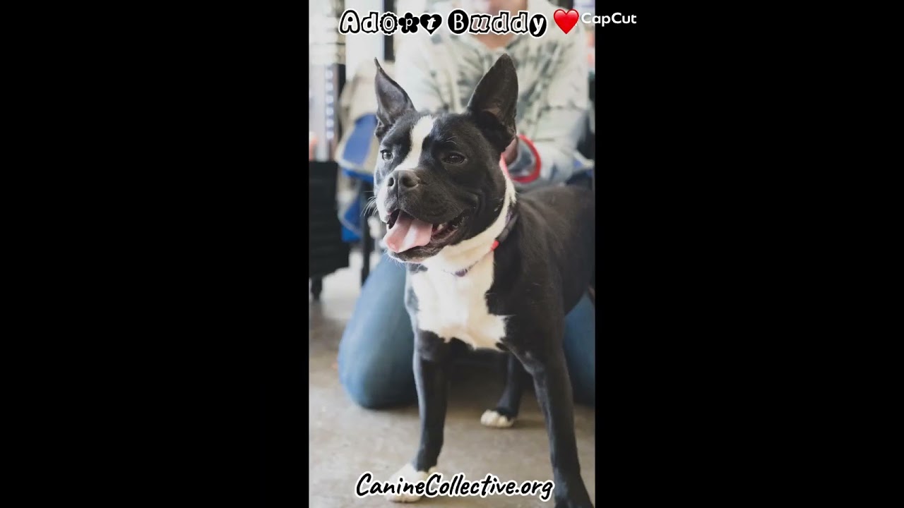 Enlarge BUDDY, a Adoptable Mixed Breed in Plain City, OH video 6/6