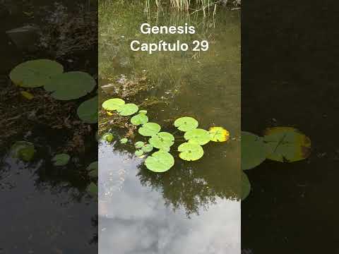 ¿Cómo superar una gran decepción en el amor? (Génesis 29)