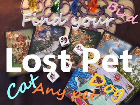Find your lost pet Pick a Card Tarot Reading