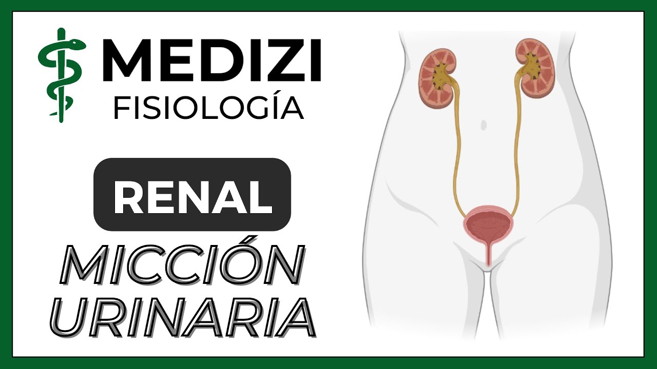 Clase 56 Fisiología Renal - Micción urinaria (IG:@doctor.paiva)