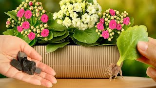 Top 3 Kalanchoe Care Tips That Actually Work!